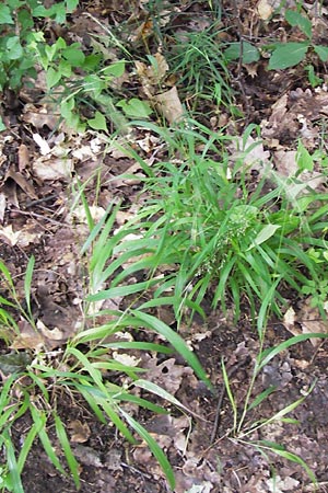 Brachypodium sylvaticum \ Wald-Zwenke / False Brome, D Frankfurt-Louisa 14.7.2012