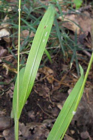 Brachypodium sylvaticum \ Wald-Zwenke / False Brome, D Frankfurt-Louisa 14.7.2012