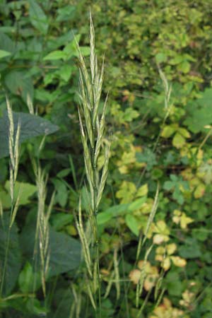 Brachypodium sylvaticum \ Wald-Zwenke / False Brome, D Mannheim 18.7.2012