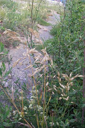 Bromus secalinus \ Roggen-Trespe / Cheat Grass, Chess Grass, D Heidelberg 21.7.2012
