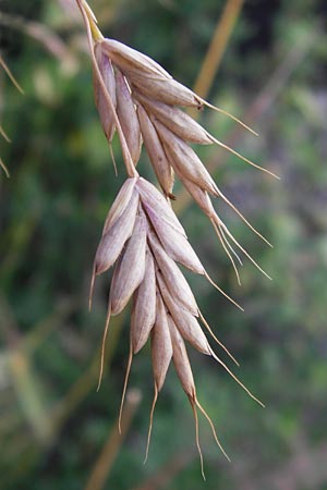 Bromus secalinus \ Roggen-Trespe / Cheat Grass, Chess Grass, D Heidelberg 21.7.2012