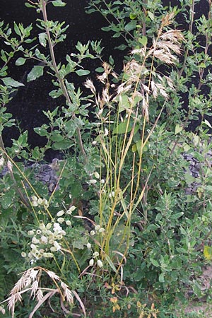 Bromus secalinus \ Roggen-Trespe / Cheat Grass, Chess Grass, D Heidelberg 21.7.2012