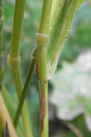 Bromus secalinus \ Roggen-Trespe / Cheat Grass, Chess Grass, D Heidelberg 21.7.2012