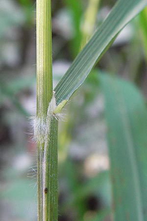 Brachypodium sylvaticum \ Wald-Zwenke / False Brome, D Ketsch 19.7.2013