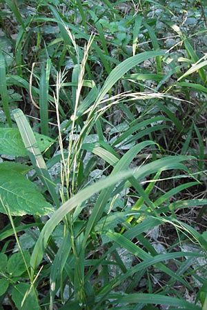 Brachypodium sylvaticum \ Wald-Zwenke / False Brome, D Ketsch 19.7.2013