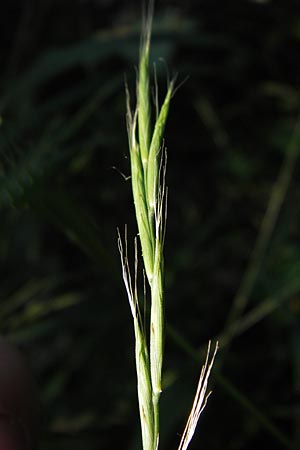 Brachypodium sylvaticum \ Wald-Zwenke / False Brome, D Ketsch 19.7.2013