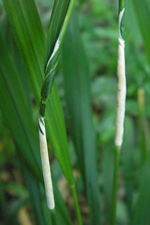 Brachypodium sylvaticum \ Wald-Zwenke / False Brome, D Ketsch 21.7.2013