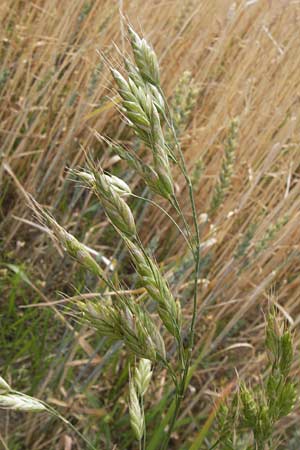 Bromus grossus \ Dicke Trespe, Dickhrige Trespe / Great Rye Brome, Whiskered Brome, D Odenwald, Juhöhe 26.7.2013