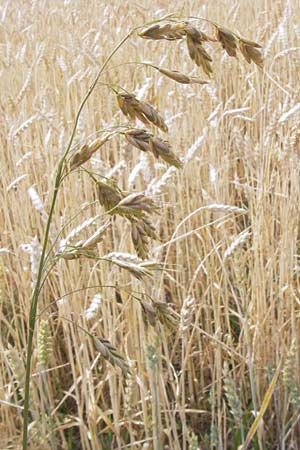 Bromus grossus \ Dicke Trespe, Dickhrige Trespe / Great Rye Brome, Whiskered Brome, D Odenwald, Juhöhe 26.7.2013