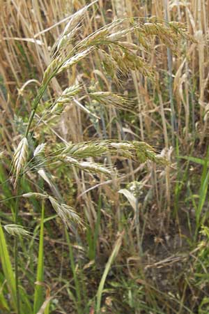 Bromus grossus \ Dicke Trespe, Dickhrige Trespe / Great Rye Brome, Whiskered Brome, D Odenwald, Juhöhe 26.7.2013