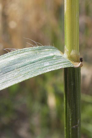 Bromus grossus \ Dicke Trespe, Dickhrige Trespe / Great Rye Brome, Whiskered Brome, D Odenwald, Juhöhe 26.7.2013