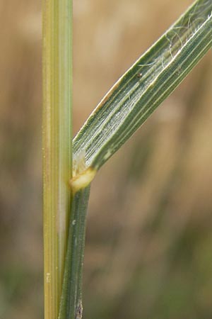 Bromus grossus \ Dicke Trespe, Dickhrige Trespe / Great Rye Brome, Whiskered Brome, D Odenwald, Juhöhe 26.7.2013