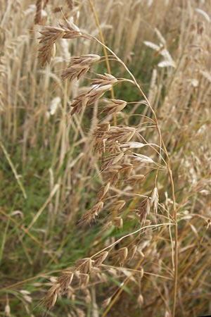 Bromus secalinus \ Roggen-Trespe / Cheat Grass, Chess Grass, D Odenwald, Juhöhe 26.7.2013