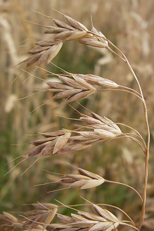 Bromus secalinus \ Roggen-Trespe / Cheat Grass, Chess Grass, D Odenwald, Juhöhe 26.7.2013