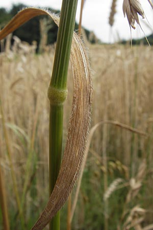Bromus secalinus \ Roggen-Trespe / Cheat Grass, Chess Grass, D Odenwald, Juhöhe 26.7.2013
