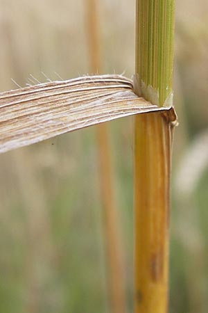 Bromus secalinus \ Roggen-Trespe / Cheat Grass, Chess Grass, D Odenwald, Juhöhe 26.7.2013