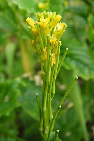 Barbarea stricta \ Steifes Barbarakraut / Small-Flowered Winter Cress, D Mannheim 28.4.2014