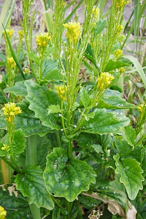 Barbarea stricta \ Steifes Barbarakraut / Small-Flowered Winter Cress, D Mannheim 28.4.2014