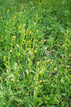 Barbarea stricta \ Steifes Barbarakraut / Small-Flowered Winter Cress, D Mannheim 30.4.2014