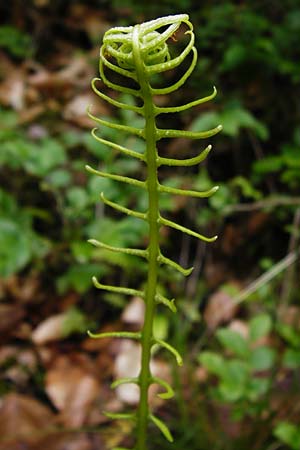 Blechnum spicant \ Gewhnlicher Rippenfarn / Hard Fern, D Odenwald, Erbach 30.5.2014