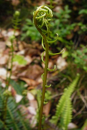 Blechnum spicant \ Gewhnlicher Rippenfarn / Hard Fern, D Odenwald, Erbach 30.5.2014