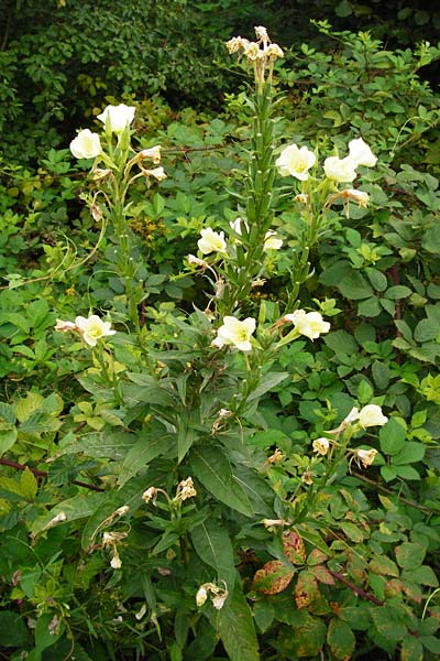 Oenothera biennis forma sulphurea \ Gew&ouml;hnliche Nachtkerze / Common Evening Primrose, D Graben-Neudorf 28.7.2014