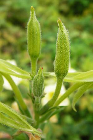 Oenothera biennis forma sulphurea \ Gew&ouml;hnliche Nachtkerze / Common Evening Primrose, D Graben-Neudorf 28.7.2014