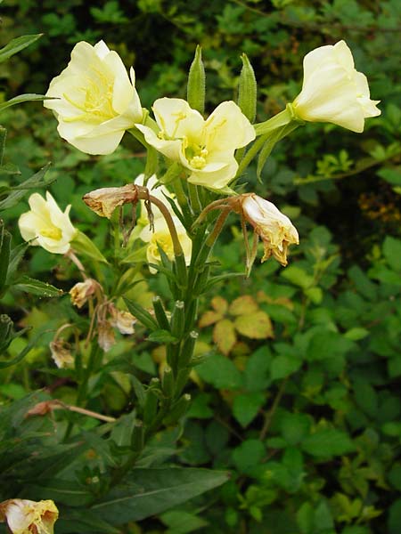 Oenothera biennis forma sulphurea \ Gew&ouml;hnliche Nachtkerze / Common Evening Primrose, D Graben-Neudorf 28.7.2014