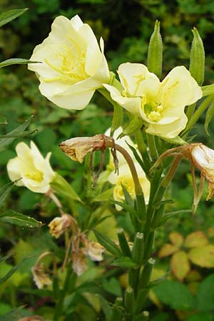 Oenothera biennis forma sulphurea \ Gew&ouml;hnliche Nachtkerze / Common Evening Primrose, D Graben-Neudorf 28.7.2014
