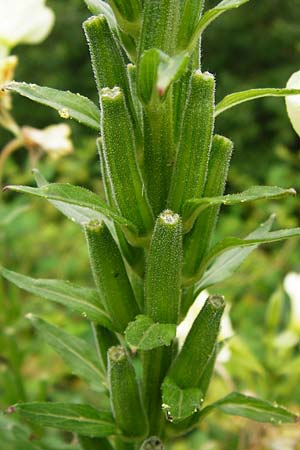 Oenothera biennis forma sulphurea \ Gew&ouml;hnliche Nachtkerze / Common Evening Primrose, D Graben-Neudorf 28.7.2014