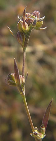 Bupleurum tenuissimum \ Salz-Hasenohr / Slender Hare's Ear, D Pfalz, Landau 26.9.2011