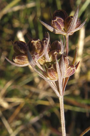Bupleurum tenuissimum \ Salz-Hasenohr / Slender Hare's Ear, D Pfalz, Landau 26.9.2011