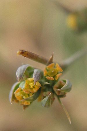 Bupleurum tenuissimum \ Salz-Hasenohr / Slender Hare's Ear, D Pfalz, Landau 20.8.2012