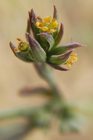 Bupleurum tenuissimum \ Salz-Hasenohr / Slender Hare's Ear, D Pfalz, Landau 20.8.2012