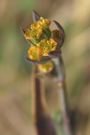 Bupleurum tenuissimum \ Salz-Hasenohr / Slender Hare's Ear, D Pfalz, Landau 20.8.2012