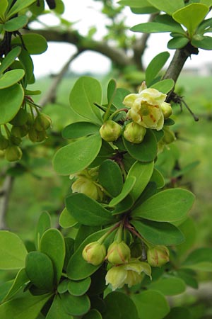 Berberis thunbergii \ Thunberg-Berberitze, Gr�ne Hecken-Berberitze / Thunberg's Barberry, Japanese Barberry, D Weinheim an der Bergstra&szlig;e 1.5.2013