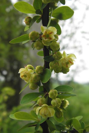 Berberis thunbergii \ Thunberg-Berberitze, Gr�ne Hecken-Berberitze / Thunberg's Barberry, Japanese Barberry, D Weinheim an der Bergstra&szlig;e 1.5.2013