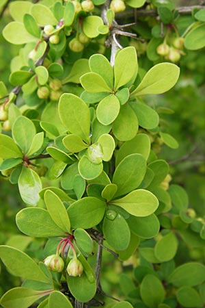 Berberis thunbergii \ Thunberg-Berberitze, Gr�ne Hecken-Berberitze / Thunberg's Barberry, Japanese Barberry, D Weinheim an der Bergstra&szlig;e 1.5.2013