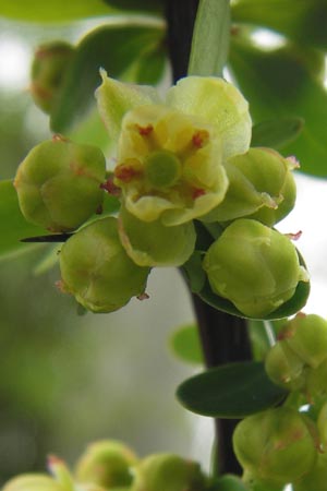 Berberis thunbergii \ Thunberg-Berberitze, Gr�ne Hecken-Berberitze / Thunberg's Barberry, Japanese Barberry, D Weinheim an der Bergstra&szlig;e 1.5.2013