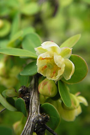 Berberis thunbergii \ Thunberg-Berberitze, Gr�ne Hecken-Berberitze / Thunberg's Barberry, Japanese Barberry, D Weinheim an der Bergstra&szlig;e 1.5.2013