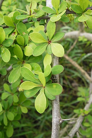 Berberis thunbergii \ Thunberg-Berberitze, Gr�ne Hecken-Berberitze / Thunberg's Barberry, Japanese Barberry, D Weinheim an der Bergstra&szlig;e 1.5.2013