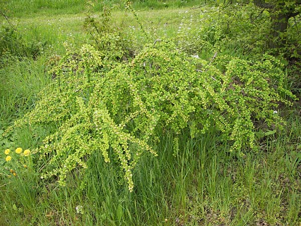 Berberis thunbergii \ Thunberg-Berberitze, Gr�ne Hecken-Berberitze / Thunberg's Barberry, Japanese Barberry, D Weinheim an der Bergstra&szlig;e 1.5.2013