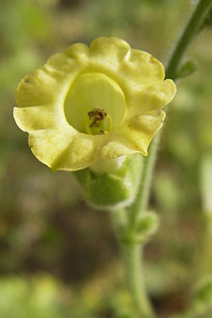 Nicotiana rustica \ Bauern-Tabak / Wild Tobacco, D Botan. Gar.  Universit.  Heidelberg 1.9.2013