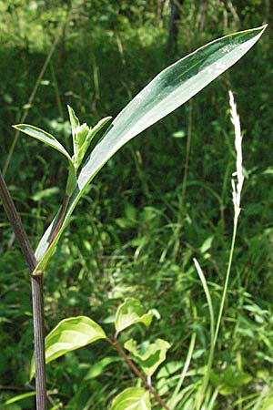 Bupleurum falcatum \ Langblttriges Hasenohr, Sichelblttriges Hasenohr / Sickle-Leaved Hare's Ear, D Pforzheim 29.6.2006