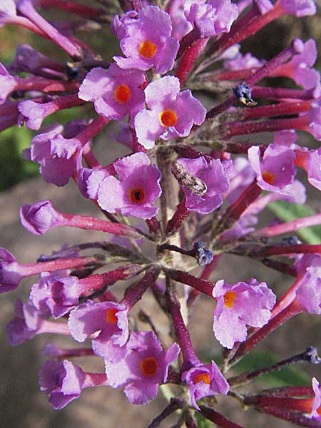 Buddleja davidii \ Chinesischer Fliederspeer, Schmetterlingsflieder / Butterfly Bush, D Heidelberg 29.9.2006