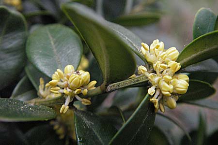 Buxus sempervirens \ Gewhnlicher Buchsbaum / Boxtree, D Weinheim an der Bergstraße 17.3.2007