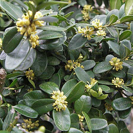 Buxus sempervirens \ Gewhnlicher Buchsbaum / Boxtree, D Weinheim an der Bergstraße 17.3.2007