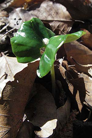 Fagus sylvatica, Beech Fagus sylvatica, Beech