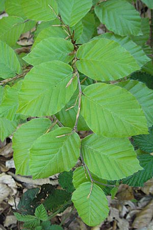 Fagus sylvatica, Rot-Buche Fagus sylvatica, Rot-Buche