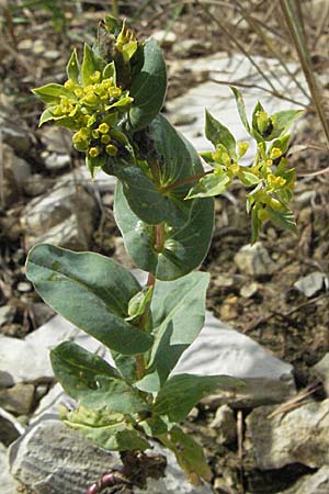 Bupleurum rotundifolium \ Rundblttriges Hasenohr / Hare's Ear, Thorough-Wax, D Karlstadt 16.6.2007